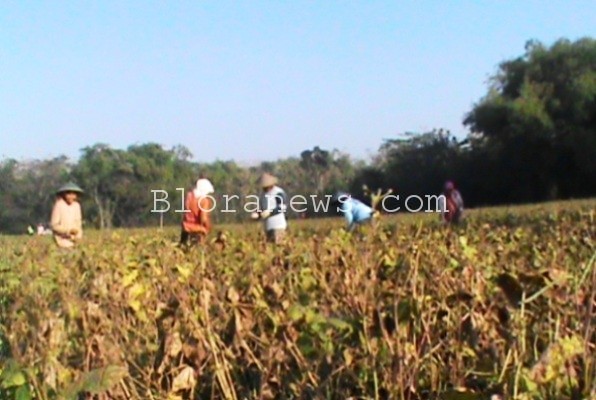 DP4 BLORA BELUM ADA SOLUSI, PETANI TADAH HUJAN SIAP-SIAP GAGAL&nbsp;PANEN