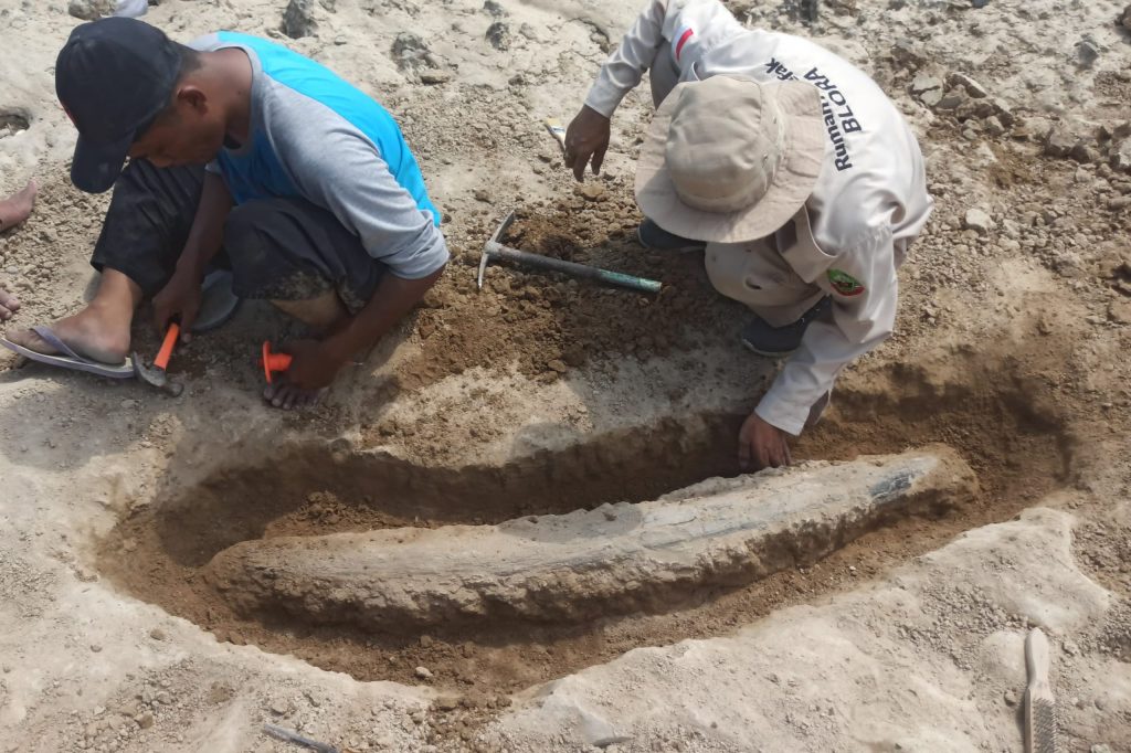 WARGA KAPUAN TEMUKAN FOSIL GAJAH PURBA BERUSIA RATUSAN RIBU&nbsp;TAHUN