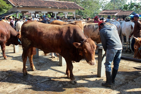WASPADA PENYAKIT HEWAN MENULAR JELANG IDUL QURBAN